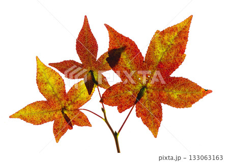紅葉したフウの葉の素材 紅葉したフウの葉の素材 133063163