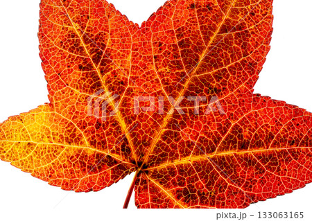紅葉したフウの葉の素材 紅葉したフウの葉の素材 133063165