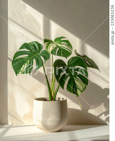 A monstera plant in a minimalist pot A monstera plant in a minimalist pot 133063236
