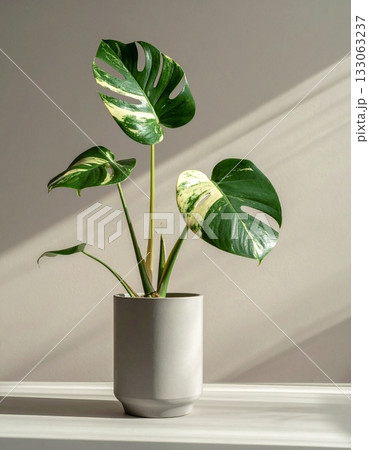 A monstera plant in a minimalist pot A monstera plant in a minimalist pot 133063237