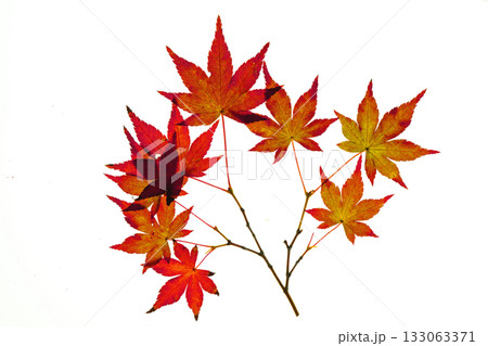 赤く染まり始めたイロハモミジの白抜き素材 133063371