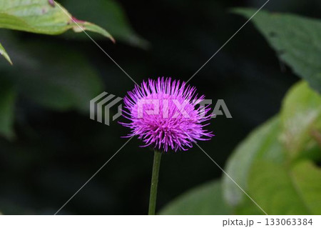 安比高原で見た紅紫色の筒状の花弁から伸びた針のような雄しべ雌しべが綺麗なアザミの花 安比高原で見た紅紫色の筒状の花弁から伸びた針のような雄しべ雌しべが綺麗なアザミの花 133063384