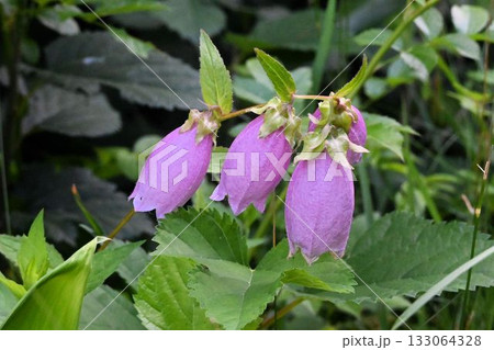 安比高原で見た下を向いて咲いている淡紅紫色の釣鐘状の花が綺麗なホタルブクロ 133064328