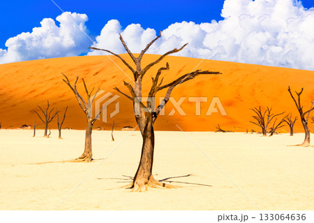 酷暑のナミブ砂漠の絶景 133064636