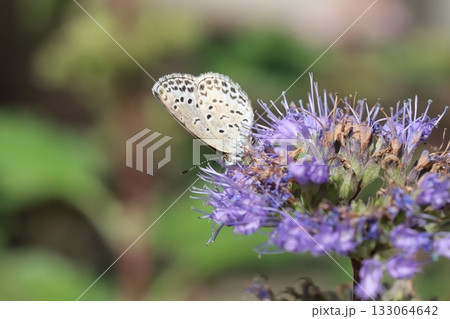 秋の庭に咲く紫色のダンギクの蜜を吸うヤマトシジミ蝶 秋の庭に咲く紫色のダンギクの蜜を吸うヤマトシジミ蝶 133064642