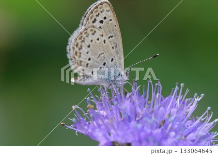秋の庭に咲く紫色のダンギクの蜜を吸うヤマトシジミ蝶 133064645