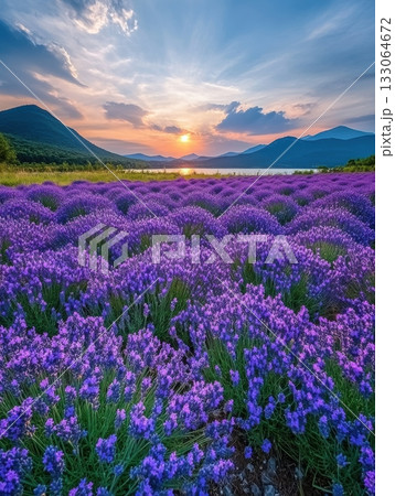 Lavender Field at Sunset, Majestic Mountains and Peaceful Lake in Background 133064672