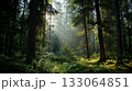 朝の森林 133064851
