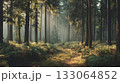 朝の森林 133064852