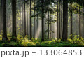 朝の森林 133064853