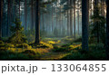 朝の森林 133064855
