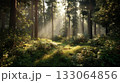 朝の森林 133064856