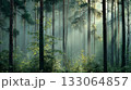朝の森林 133064857