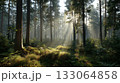 朝の森林 133064858