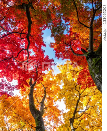 【AI生成画像】見上げる紅葉の絵になる美しさ 【AI生成画像】見上げる紅葉の絵になる美しさ 133065208