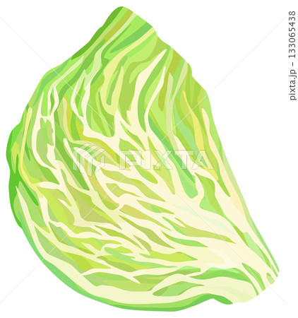 キャベツの断面のイラスト ベクター素材 133065438