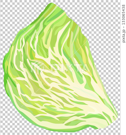 捲心菜橫斷面插圖向量圖 133065438