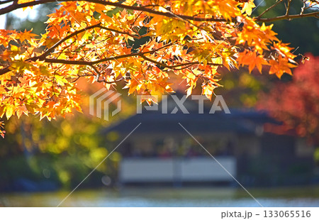 西日に映える紅葉 西日に映える紅葉 133065516