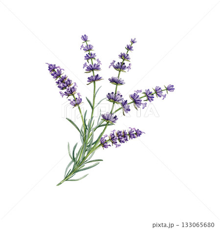 Lavender flowers watercolor illustration. Organic Lavandula herb stems with buds and green leaves close up illustration. Medicinal and aromatherapy lilac herb botanical drawing on white background 133065680