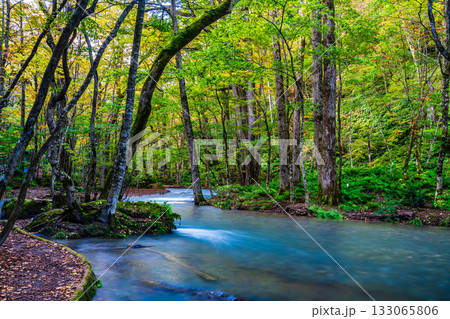 奥入瀬渓流の紅葉【青森県十和田市】 133065806