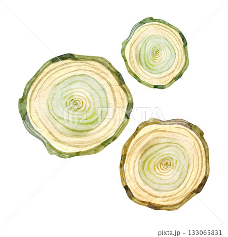 Watercolor illustration of wooden tree slices with natural green and beige tones. Perfect for Christmas crafts, rustic wedding design, eco-style branding, and woodland-themed decorations. 133065831