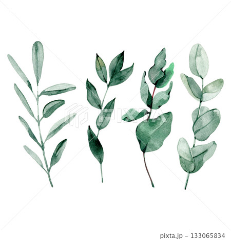 Watercolor illustration of eucalyptus branches with green leaves. Perfect for floral arrangements, wedding invitations, natural branding, and botanical-themed design projects. 133065834