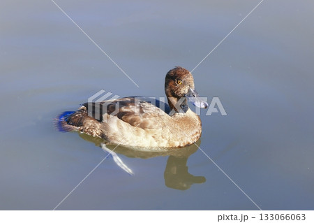 池で泳ぐ鴨 133066063