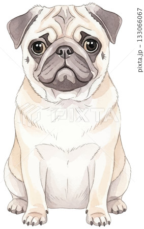 お座りパグ 133066067