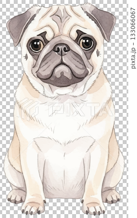 お座りパグ 133066067