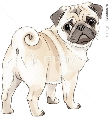 振り向きパグ 133066070