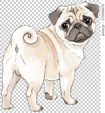 振り向きパグ 133066070