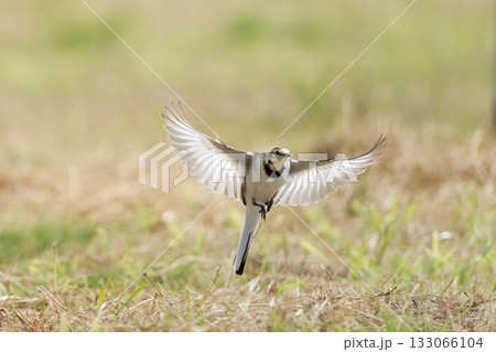 セキレイ 133066104