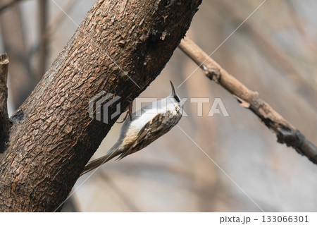枝に止まるキバシリ 枝に止まるキバシリ 133066301