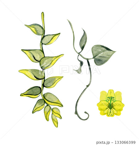 Watercolor tropical leaves and yellow flower. Elegant botanical illustration for natural design, invitations, patterns, packaging, branding and summer projects. Hand-painted exotic greenery element. Watercolor tropical leaves and yellow flower. Elegant botanical illustration for natural design, invitations, patterns, packaging, branding and summer projects. Hand-painted exotic greenery element. 133066399