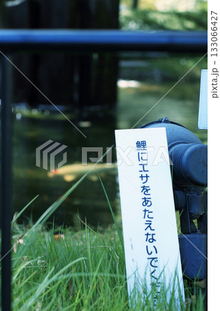 公園の池の鯉 133066427