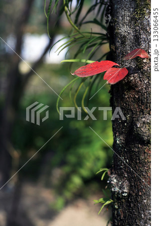 ハナミズキの紅葉した脇芽 ハナミズキの紅葉した脇芽 133066455