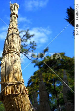 蘇鉄のわらぼっち 133066465