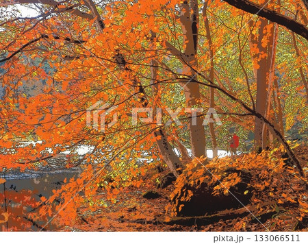 オレンジ色や黄色に染まる沼を楽しむハイカー(afr20251108105951) オレンジ色や黄色に染まる沼を楽しむハイカー(afr20251108105951) 133066511