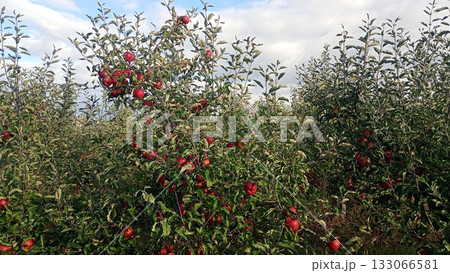 Red apple fruit in the garden Autumn harwest Red apple fruit in the garden Autumn harwest 133066581