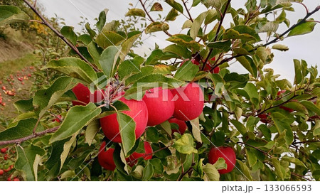 Red apple fruit in the garden Autumn harwest Red apple fruit in the garden Autumn harwest 133066593