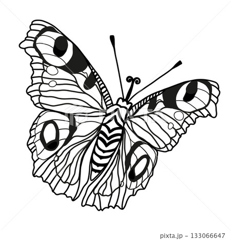Monarch butterflies Vector hand drawn insect illustration isolated on white background Monarch butterflies Vector hand drawn insect illustration isolated on white background 133066647