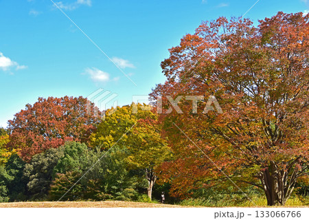 西日に映える紅葉 西日に映える紅葉 133066766