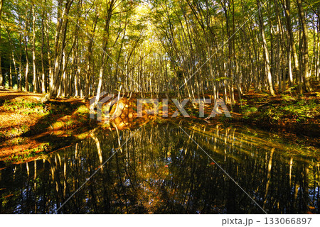 秋の美人林 133066897