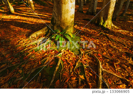 秋の美人林 133066905