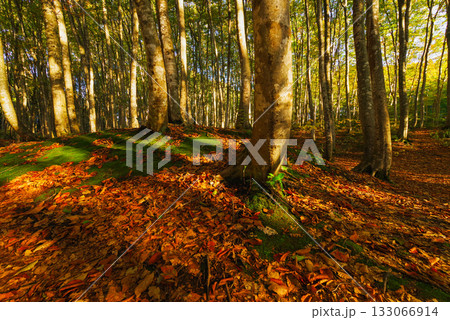 秋の美人林 133066914