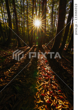 秋の美人林 133066919