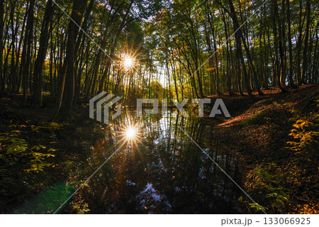 秋の美人林 133066925