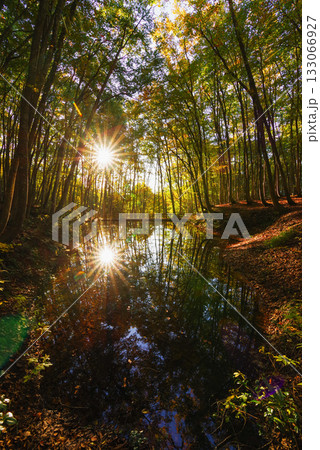 秋の美人林 133066927