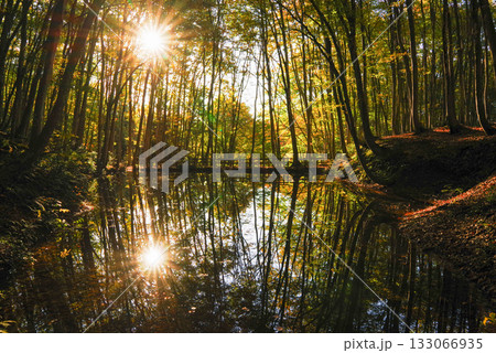 秋の美人林 133066935