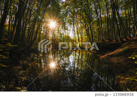 秋の美人林 133066938